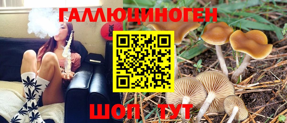 Галлюциногенные грибы Psilocybine cubensis Карачаевск